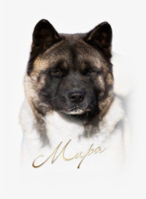 Tomo No Kimi Dragomira - Greenland Dog