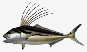 Striped Darter - Roosterfish Png