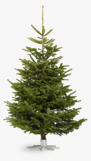 Nordmann Fir - Nordmann Fir Vector