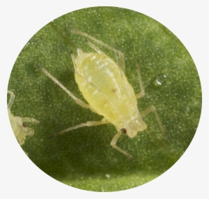 Green Peach Aphids - Aphid