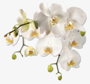 New Jersey Association Of Women Therapists - White Flower Png Corner