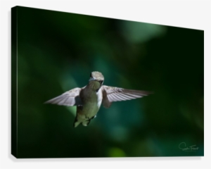colibri art - flickr
