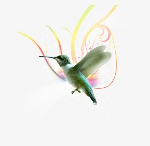 Porque Cada Vez Que Te Acercas A Mi Solar - Bird