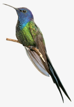 Фотки Colibri, Aves, Aves De Compañía, Jardines Secretos, - Bird