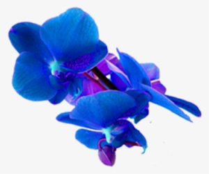 Spa Days From £99 - Blue Orchid Flower Png Hd