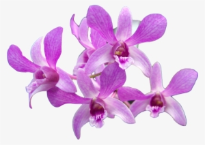 Tropical Orchid Png
