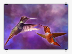 Ivan Pawluk - Rufous Hummingbird