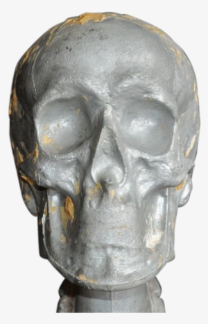 Forensic White Metal Skull Model - Bronze Sculpture
