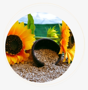 Sadina Sunflowers And Kernels - Sunflower