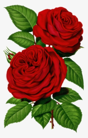Victorian Red Rose Graphic - Marcos De Rosas Rojas