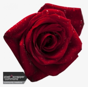 Deep Red Rose