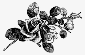 Next To Hydrangeas, Roses Are My Favorite Flower - Illustration