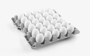 White Egg Tray Png