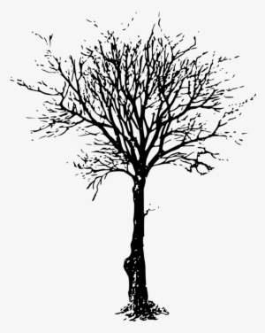 Tree Silhouette Branch Drawing Trunk - Old Tree Leafless Tree Silhouette