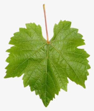 Leaf Vine Png Wine Grape Leaf Wine Blog » Blog Archive - Grape Vine Leaf