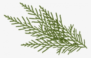 Green Pine Branch Graphic By Sheila Reid - Christmas Day