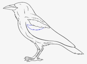 How To Draw Raven - Drawing