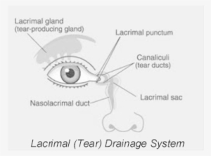 lacrimal drainage system diagram 2 resized - anatomy of eye duct