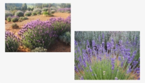Email Us Today - English Lavender