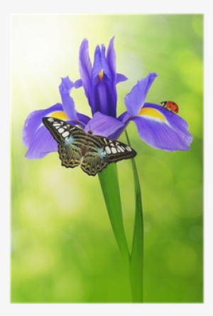 Purple Iris Flower With Butterfly And Ladybug Poster - Iris Bloem