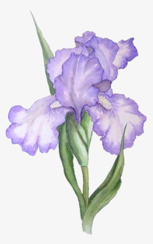 Iris Flower - Iris Clipart