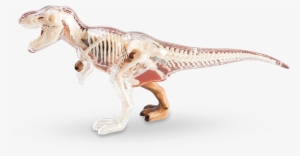 4d Vision T-rex Anatomy Model - T Rex Anatomy Model