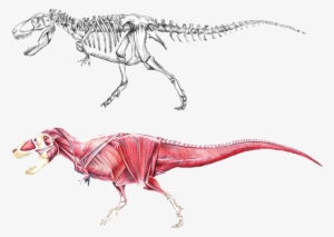 Dinosaur Dinosaur, Dinosaur Skeleton, Raptors, High - Dinosaur Anatomy