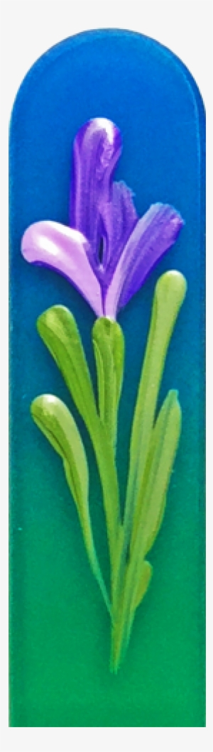 103000 Purple Iris - Crocus