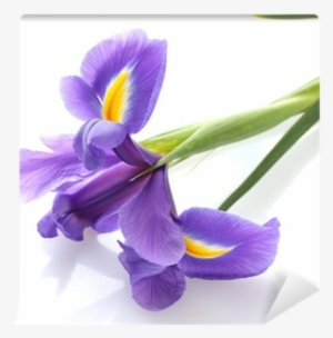 Purple Iris Flower, Isolated On White Wall Mural • - Irises