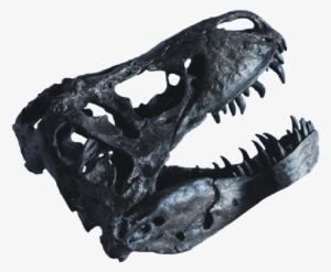 T-rex Fossil Skull - Dinosaur