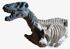 Fossilised T-rex - Tyrannosaurus