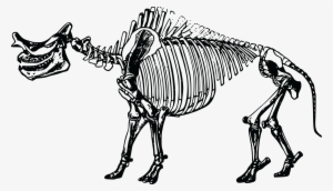 Free Clipart Of A Dinosaur Skeleton - Old Dinosaur Skeleton Vector