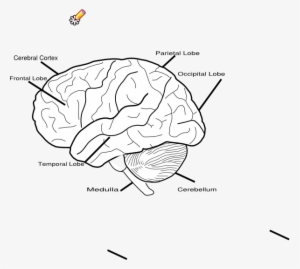 blank brain diagram inside