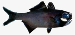 Splitfin Flashlight Fish - European Pollock