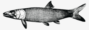 , , - greyscale fish