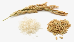 Rice Png Pic - Rice Png