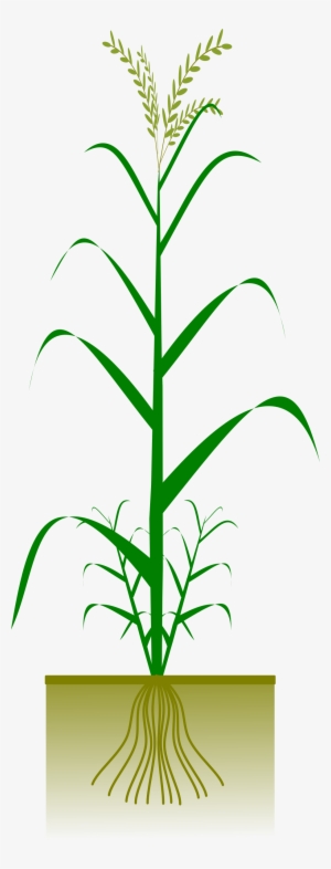This Free Icons Png Design Of Cereal Plant