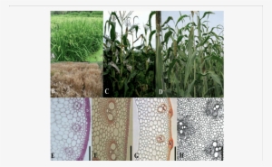 Plant Growth And Stem Tissues In Rice , Wheat (b, F), - Sorghum