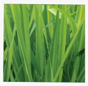 Rice Iron4 - Sweet Grass