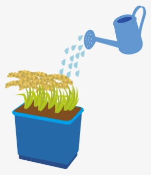 Rice Can Also Be Grown In A Bucket Or Planter At Home - Rice