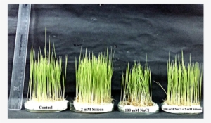 Effect Of Sodium Chloride And/or Silicon On Root And - Sweet Grass