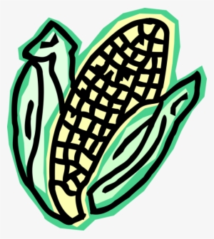 Vector Illustration Of Corn On The Cob Grain Plant
