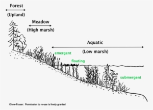 Compressed And Floating Vegetation As Well As Submersed - Diagram
