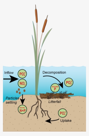 1b Nutrient Cycle P Only - Integration And Application Network