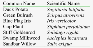 Recommended Wetland Plant Species