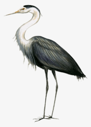 Great Blue Heron Drawing - Garzas Png