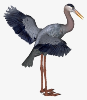 Heron Hd Birds - Little Blue Heron Transparent