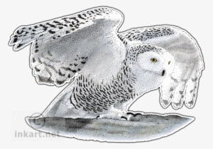 Snowy Owl Decal - Snowy Owl Large Mug