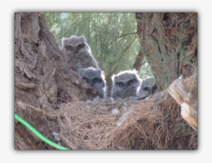 The Lives Of The Great Horned Owls - Owl