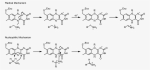 Mao Mechanisms - Monoamine Oxidase Reaction Mechanism